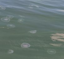 Moon jellyfish started blooming in Norway!