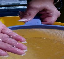 Invasive comb jellies in Danish waters