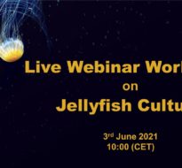 Harvesting and culturing jellyfish – GoJelly workshop and webinar