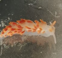 Polyps for dinner: Can sea slugs combat jellyfish blooms?